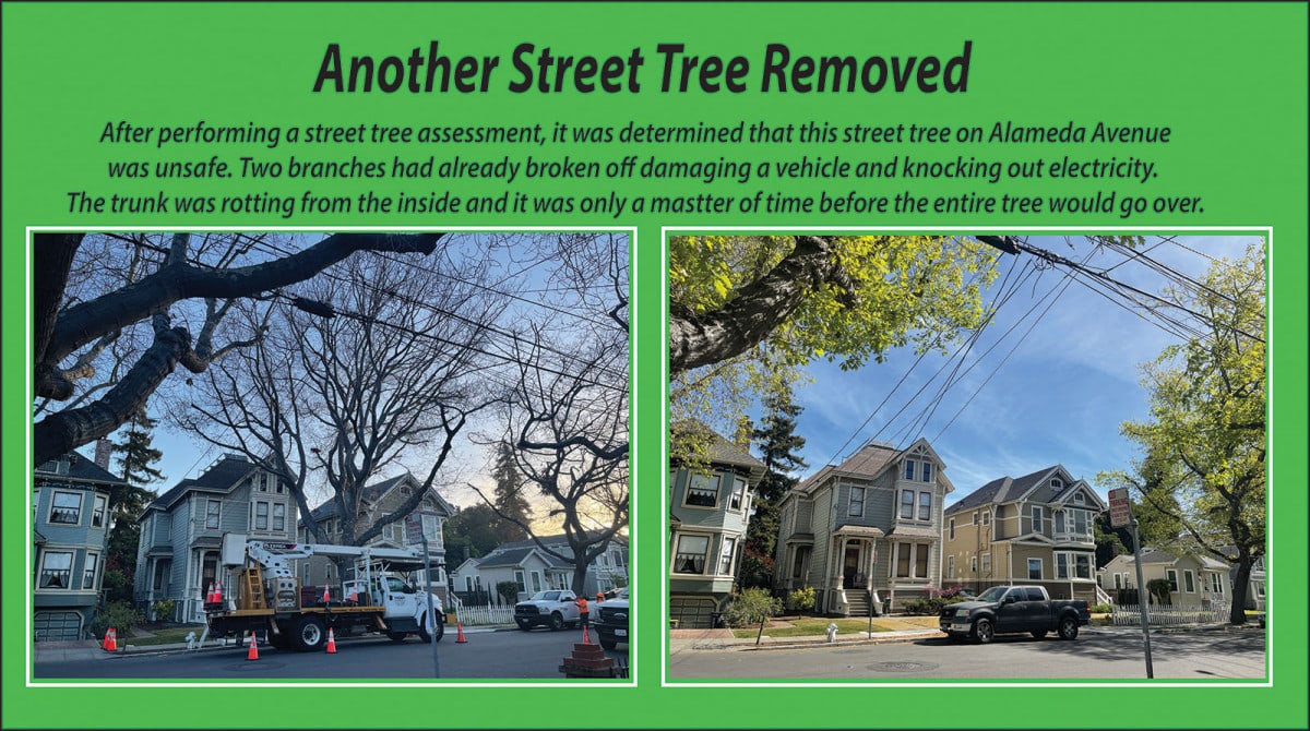 Alameda Post - Alameda Avenue tree removed