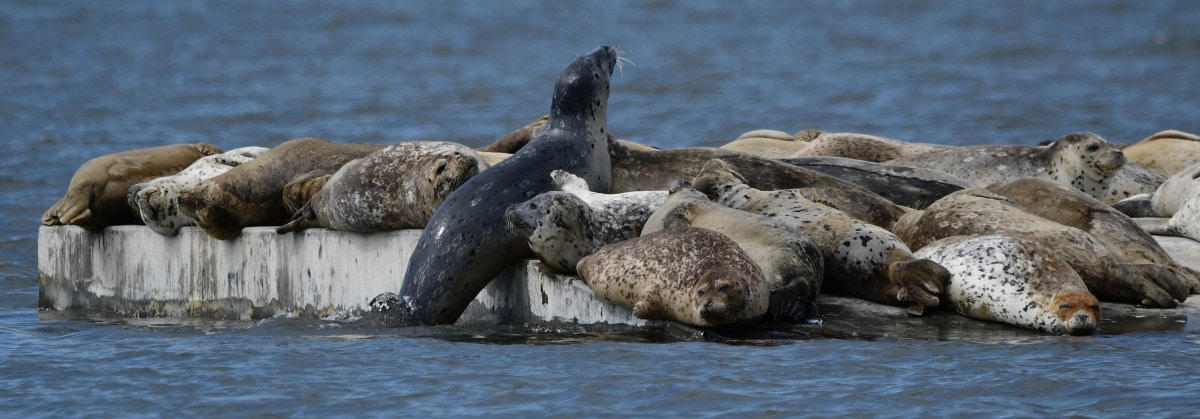 Alameda Post - Harbor seals