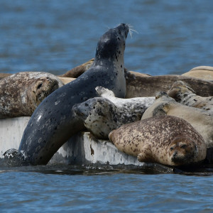 Alameda Post- Alameda Point harbor seals