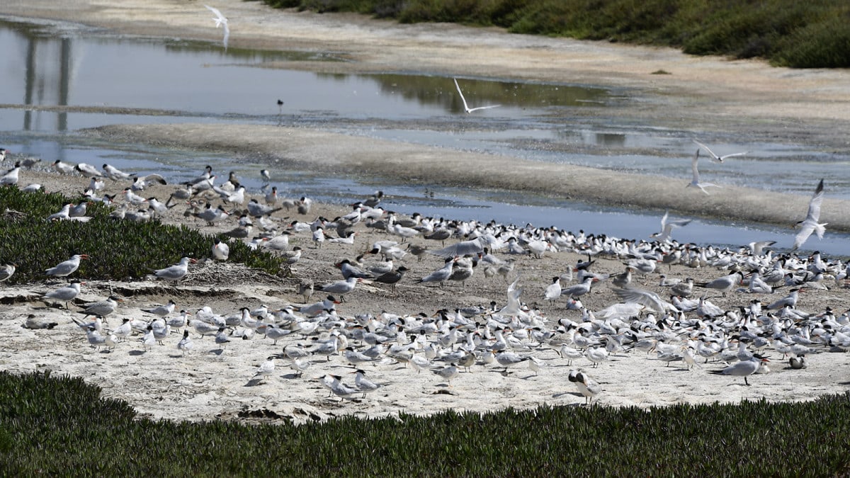 Alameda Post - Caspian Terns and Elegant Terns