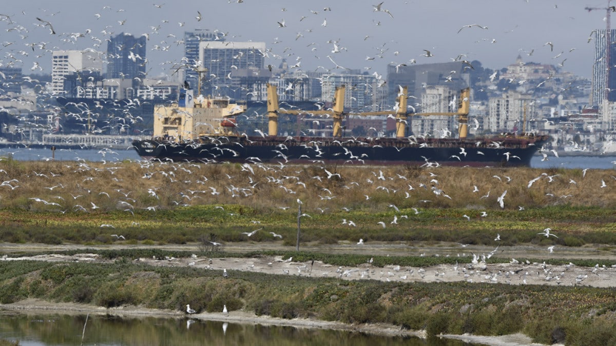 Alameda Post - Caspian Terns and Least Terns in flight