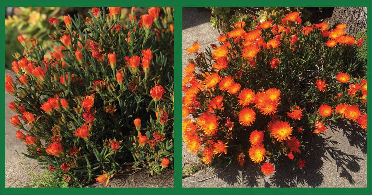 Alameda Post - Bear's Eye View - nyctinastic flowers orange