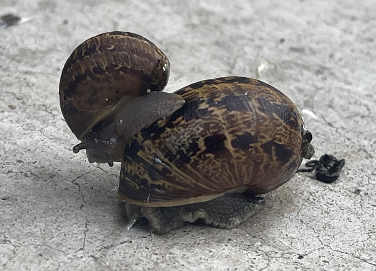 Alameda Post - snail carrying smaller snail