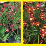 Alameda Post - Bear's Eye View - nyctinastic flowers red and yellow