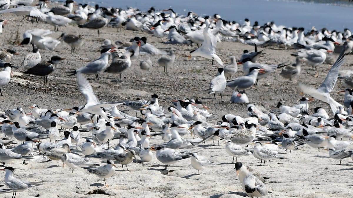 Alameda Post - Caspian Terns and Elegant Terns