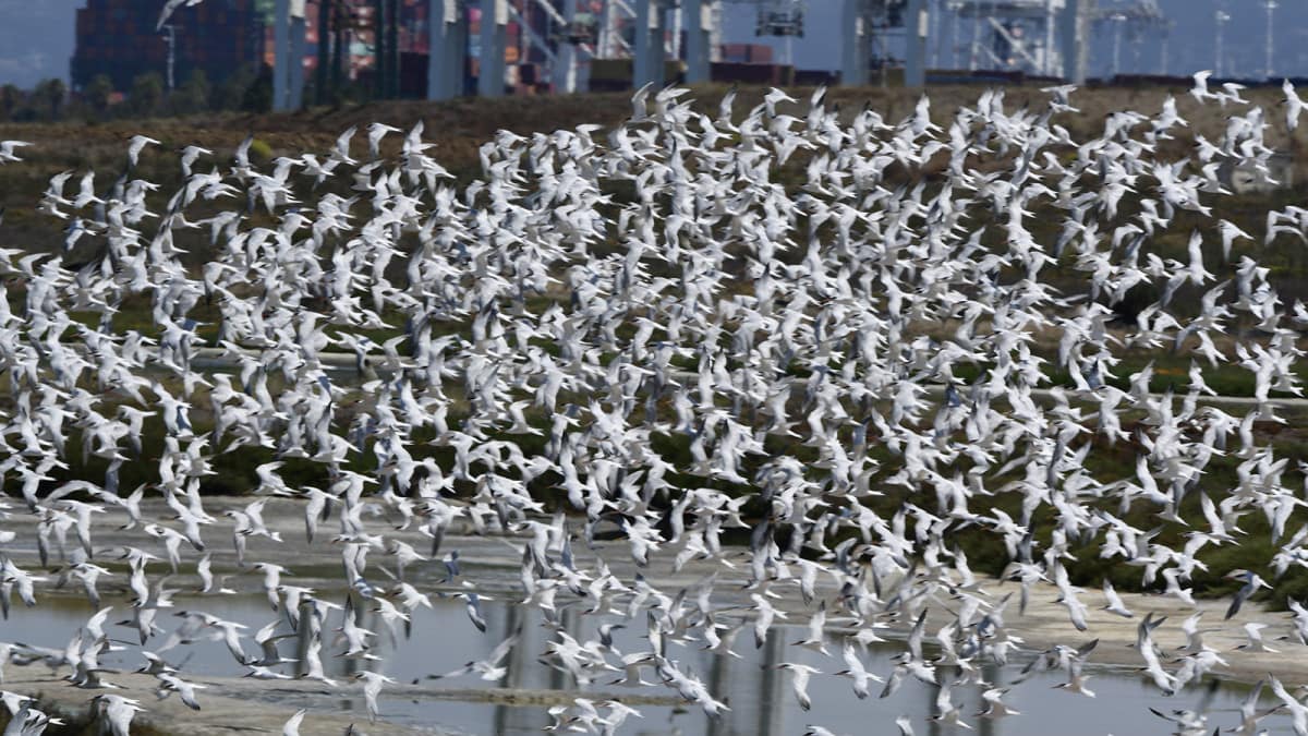 Alameda Post - Caspian Terns and Elegant Terns at Alameda Point