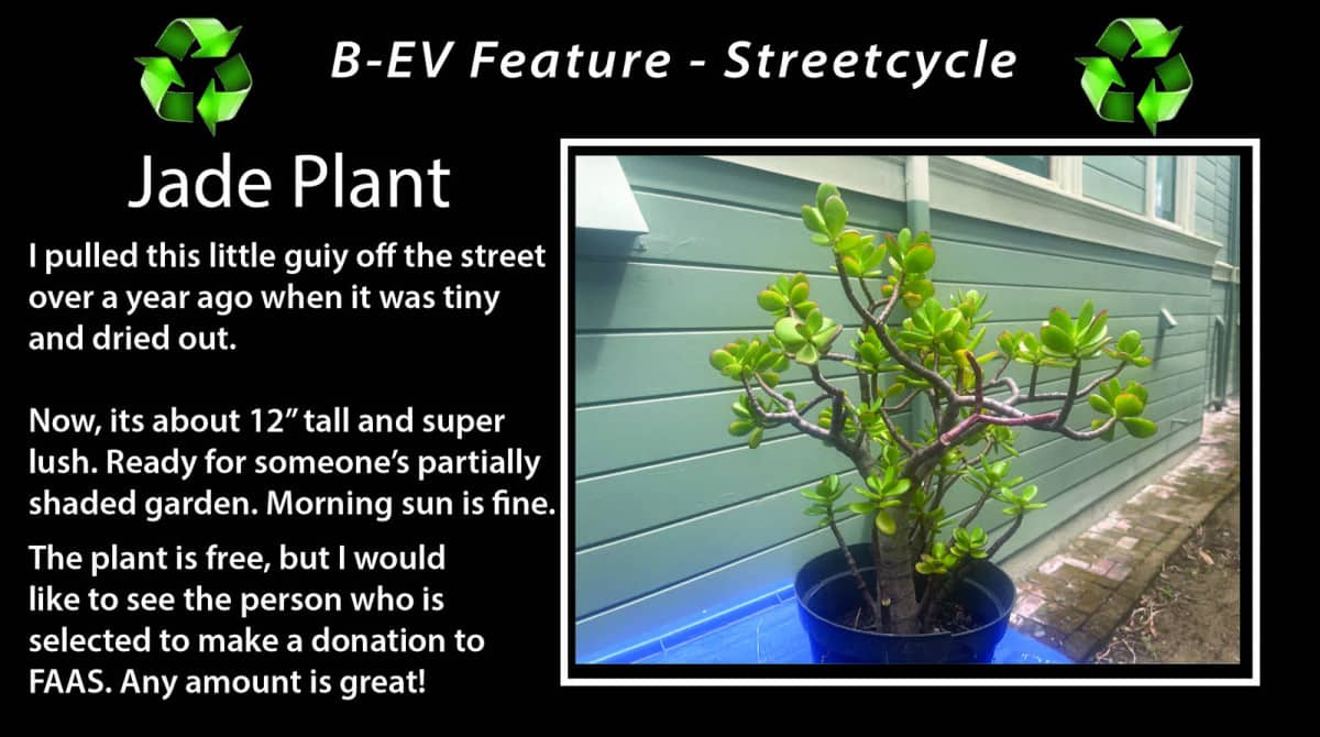 Alameda Post - Bear's-Eye View June 5, 2022 – Streetcycle jade plant