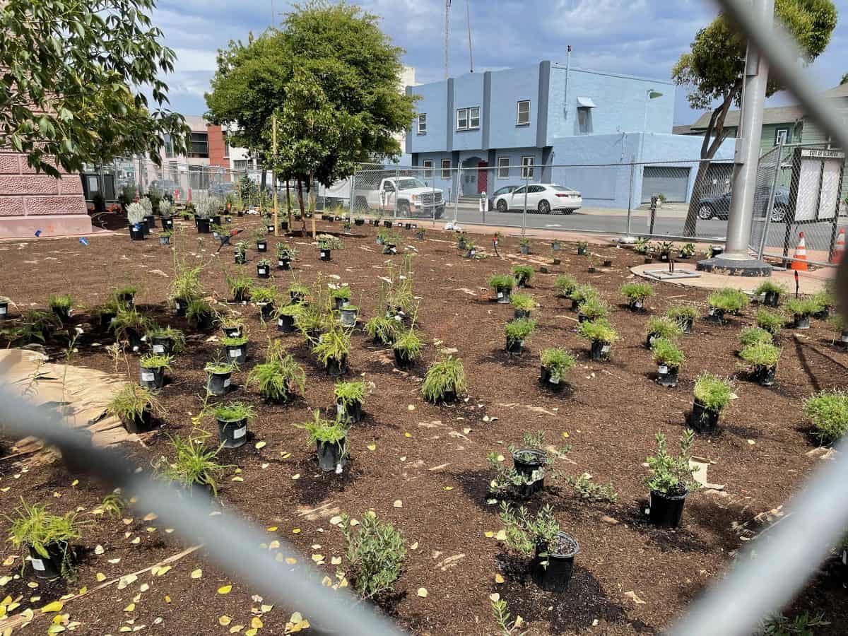 Alameda Post - Drought tolerant plantings installed at City Hall