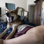 Alameda Post - Bear's-Eye View July 25, 2022 – Mouf the dog yawning in bed