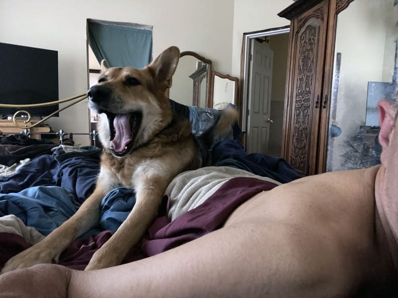 Alameda Post - Bear's-Eye View July 25, 2022 – Mouf the dog yawning in bed