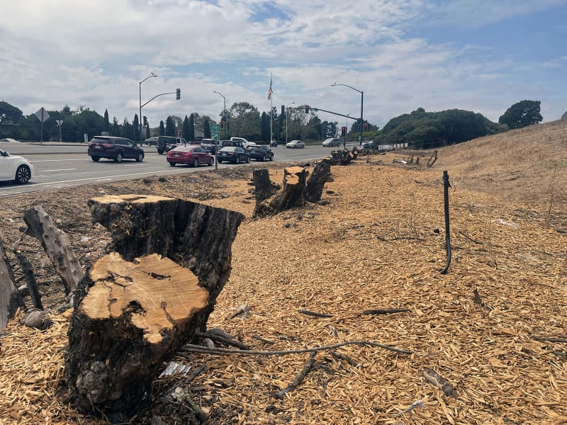 Alameda Post – Bear's-Eye View for July 31, 2022 – stumps