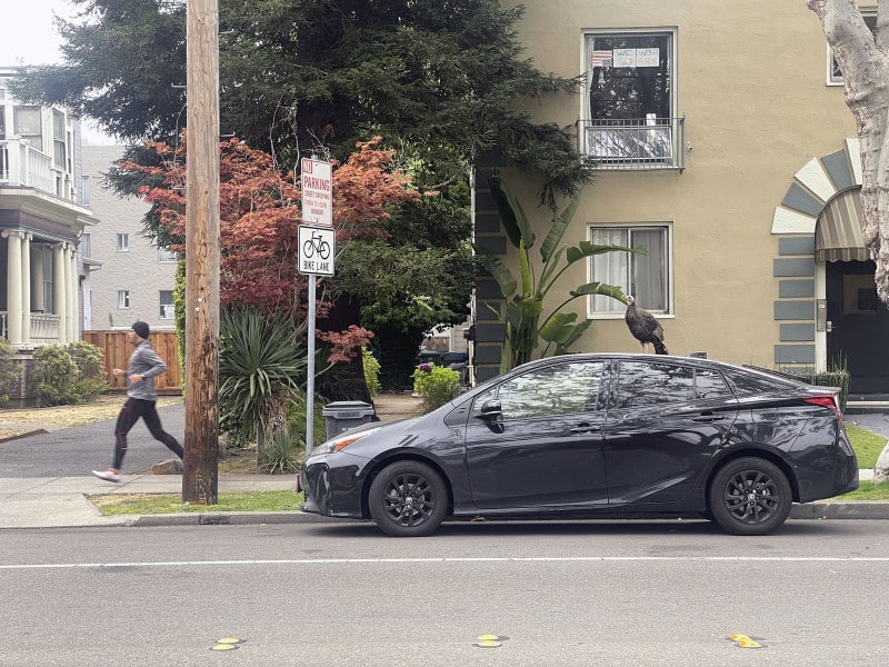 Alameda Post - Bear's-Eye View July 25, 2022 – Turkey perched on a Toyota Prius while man runs by