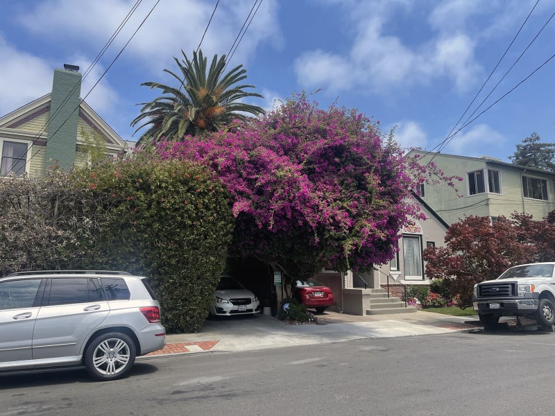 Alameda Post – Bear's-Eye View for July 31, 2022 – Bougainvilleas