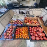 Alameda Post – Bear's-Eye View for August 14, 2022 – a whole lotta tomatoes