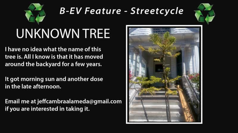 Alameda Post – Bear's-Eye View for August 7, 2022 – street cycle tree