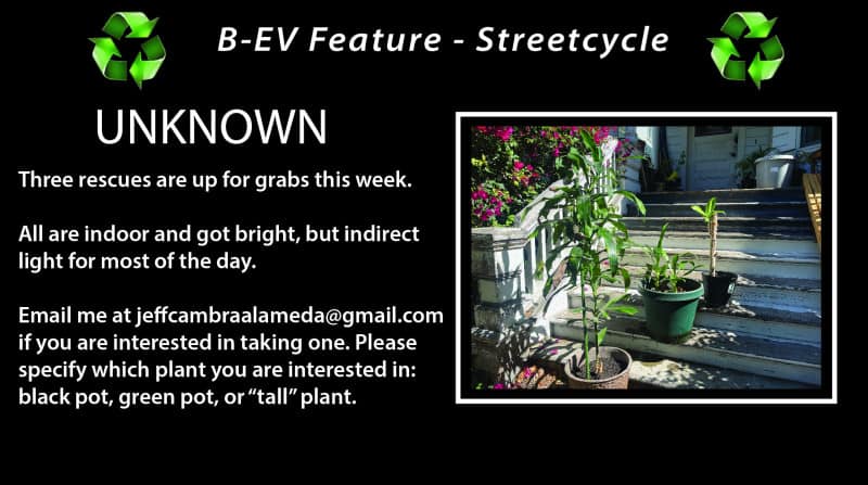 Alameda Post – Bear's-Eye View for August 21, 2022 – Streetcycle - three plants