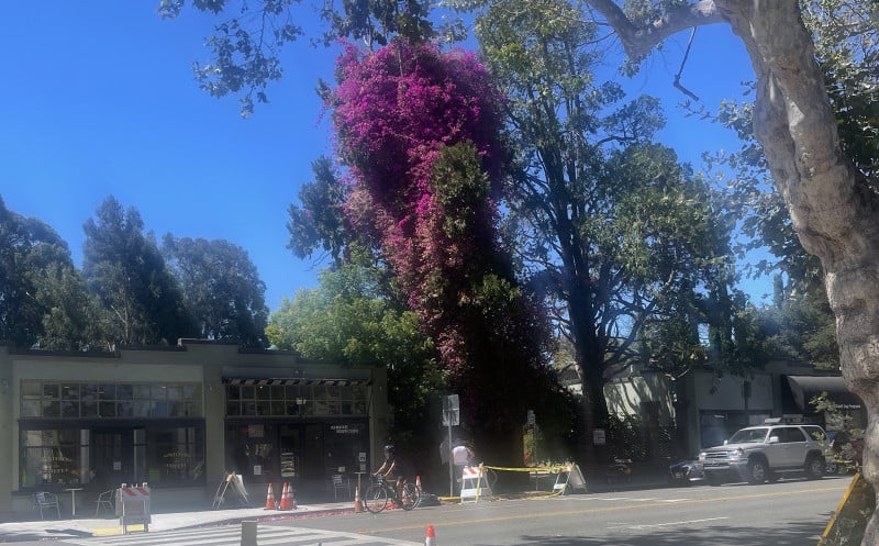 Alameda Post – Bear's-Eye View for August 7, 2022 – more bodacious bougainvilleas