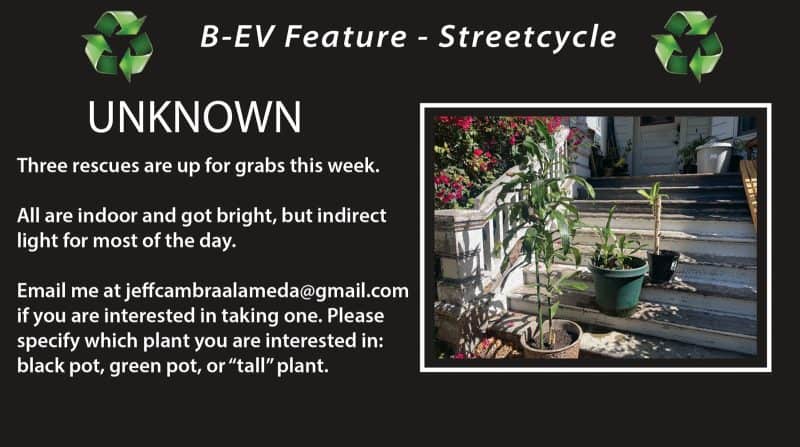 Alameda Post – Bear's-Eye View for August 28, 2022 – streetcycle - two plants available