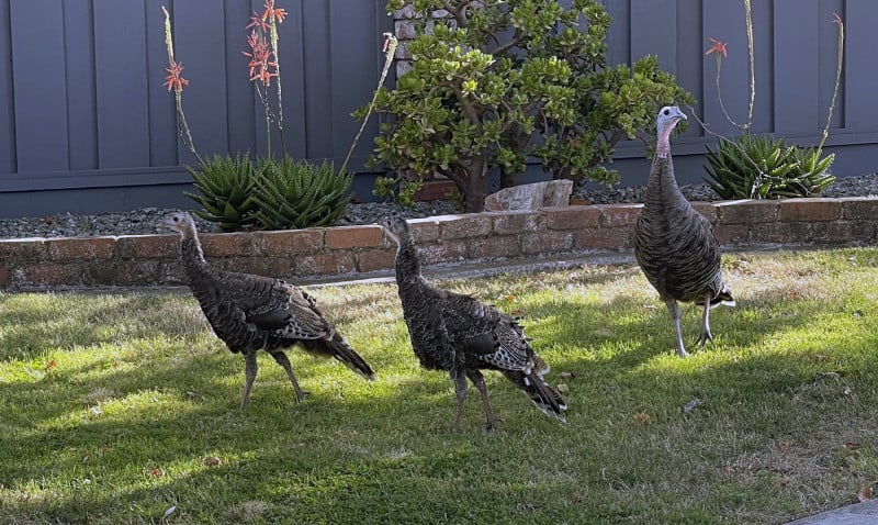 Alameda Post – Bear's-Eye View for August 7, 2022 – juvenile turkeys