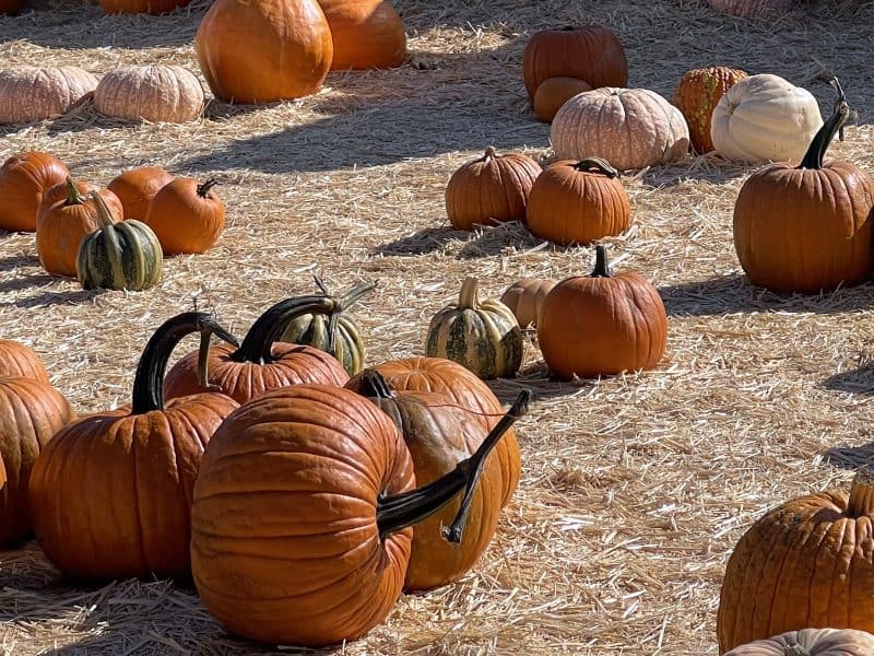 Alameda Post - Pumpkins in a Field