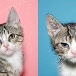 Alameda Post - kittens