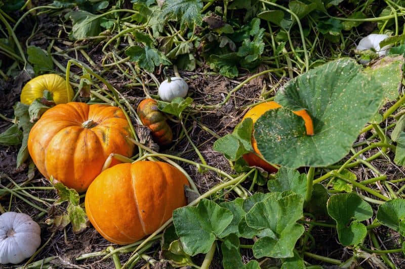 Alameda Post - Pumpkins on the Vine