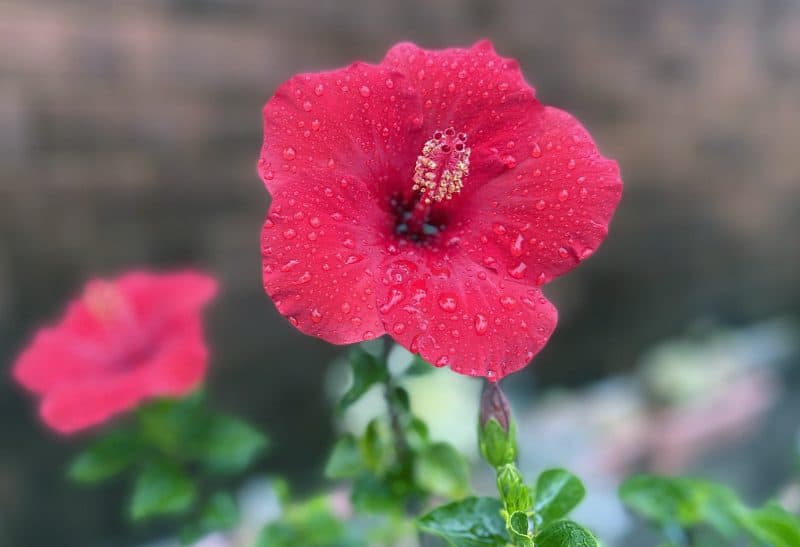 Alameda Post – Bear's-Eye View for September 18, 2022 – First rain of the season on a hibiscus flower