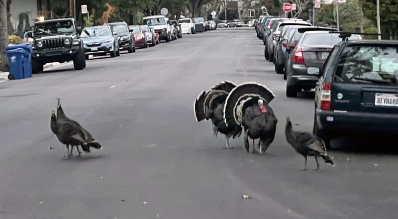 Alameda Post – Bear's-Eye View for September 18, 2022 – turkeys showing off