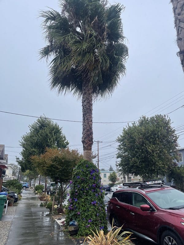 Alameda Post – Bear's-Eye View for September 18, 2022 – palm tree with skirt in the first rain of the season