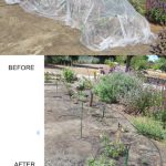 Alameda Post - Vandalism at Monarch Butterfly Garden: destroyed netting and bracing.