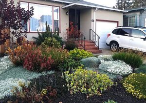 Alameda Post - Lawn after conversion to draught-tolerant landscaping