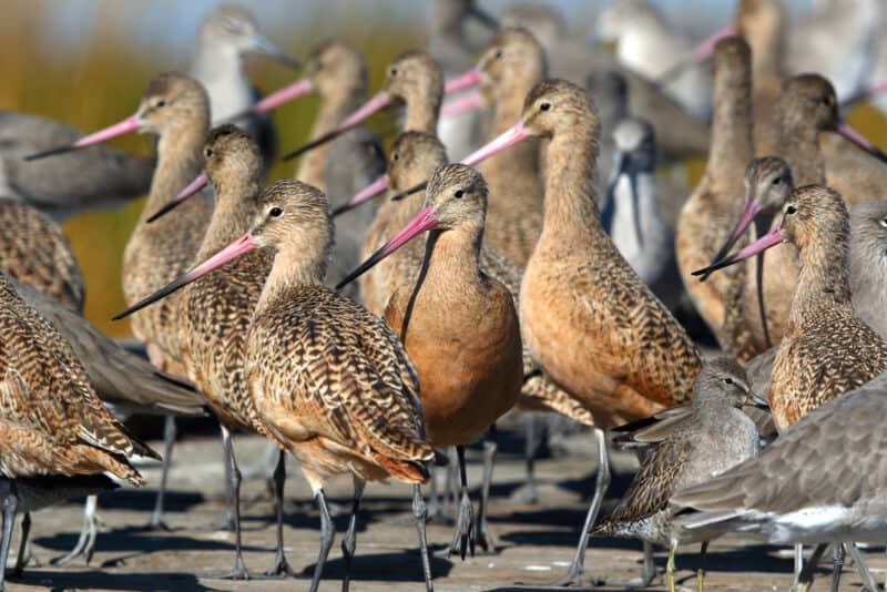 Alameda Post - Marbled godwits