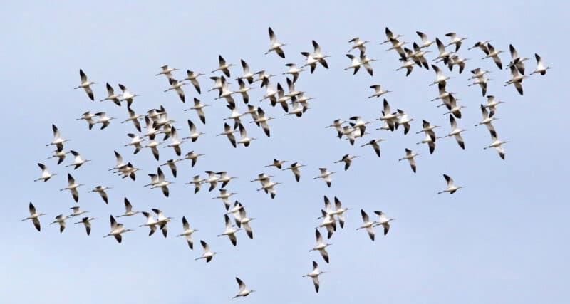 Alameda Post - American Avocets