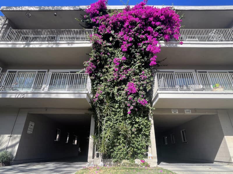 Alameda Post – Bear's-Eye View for October 3, 2022 – more bodacious bougainvilleas