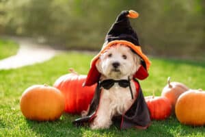 Almanac Brewing Costume Contest