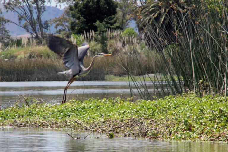 Alameda Post - The Great Blue Heron takes off. Their very slow wingbeats, tucked-in neck, and trailing legs create an unmistakable image in flight. Photo Steve Gorman.