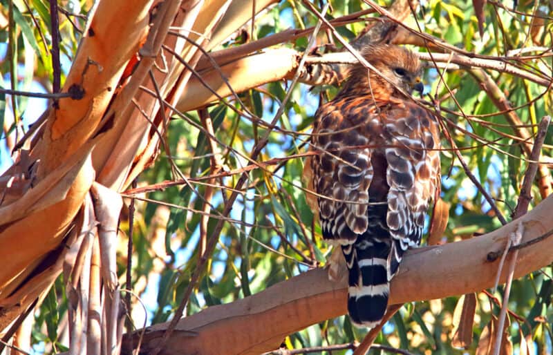 Alameda Post - Red shouldered hawk sits in a tree