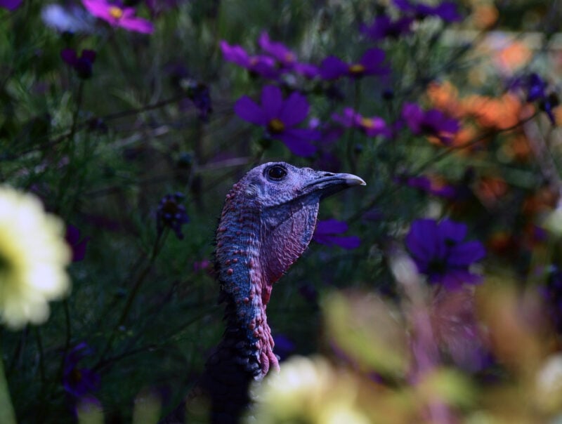 Alameda Post - a wild turkey with a beautiful purple face in front of some flowers