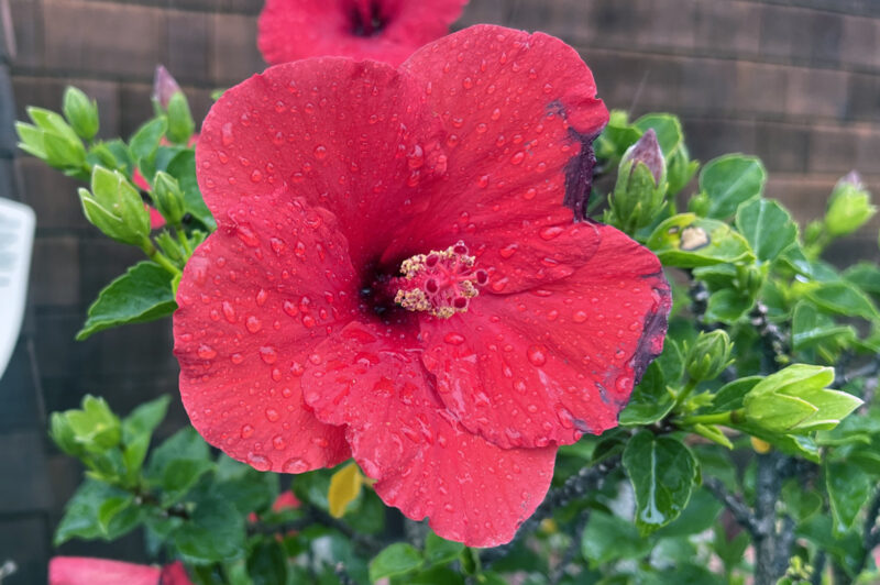 Alameda Post – Bear's-Eye View for November 13, 2022 – Red hibiscus flower