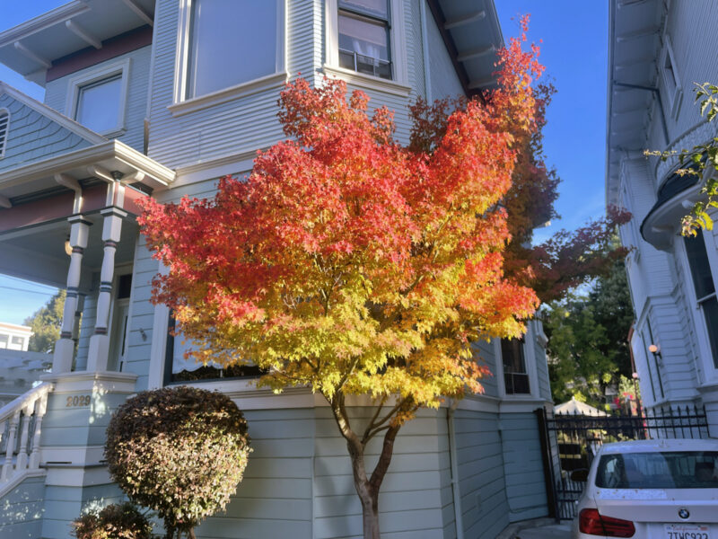 Alameda Post – Bear's-Eye View for November 13, 2022 – Maple tree