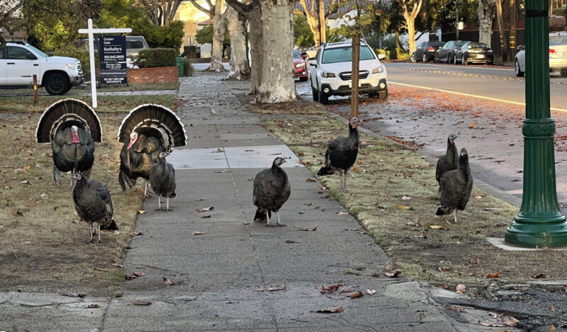 Alameda Post – Bear's-Eye View for November 13, 2022 – Turkeys