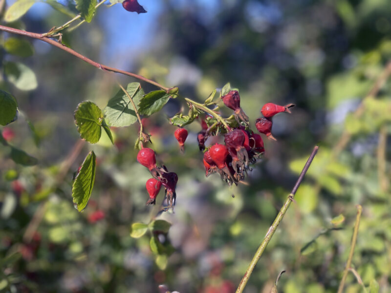 Alameda Post – Bear's-Eye View for November 13, 2022 – Seed pods