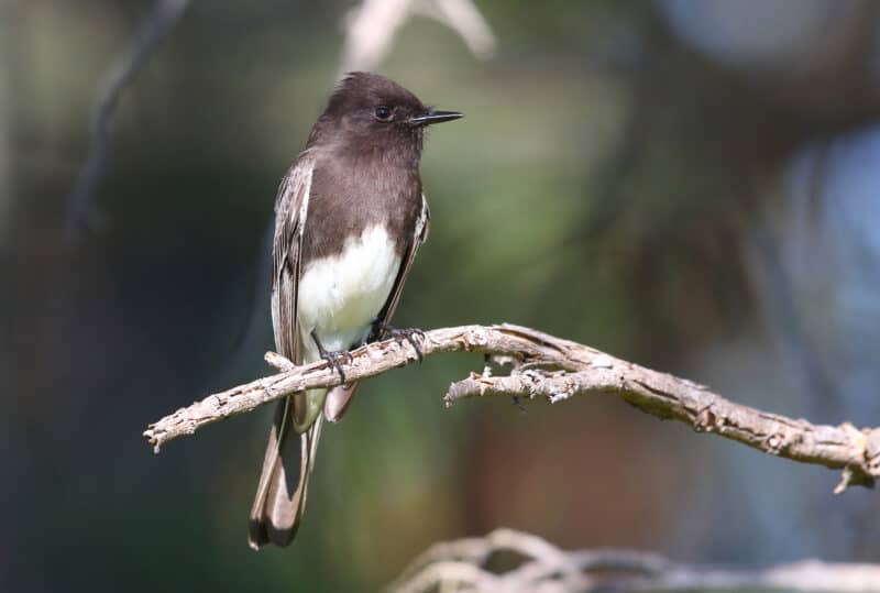 Alameda Post - a black and white Alameda bird sits on a branch