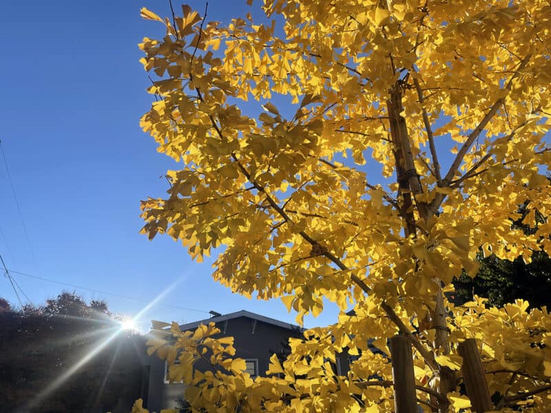 Alameda Post – Bear's-Eye View for November 27, 2022 – bright yellow gingko tree