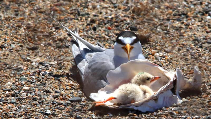 Alameda Post - an adult and baby bird lounge on the rocky sand