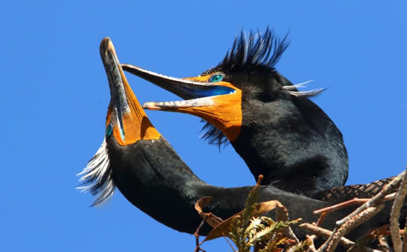 Alameda Post - two birds with bright orange beaks nip at each other