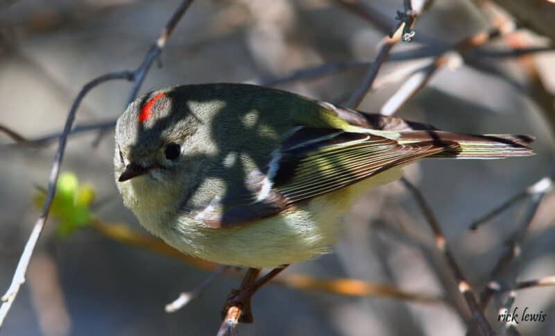 Alameda Post - a green bird sits on a tree. It has a red stripe on its head