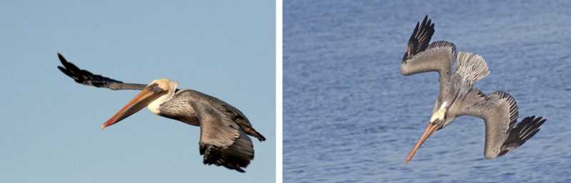 Alameda Post - two photos of pelicans mid flight. 