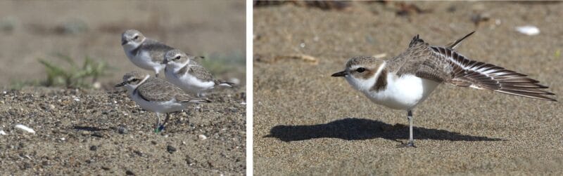 Alameda Post - two photos of Snoy Plovers on the ground