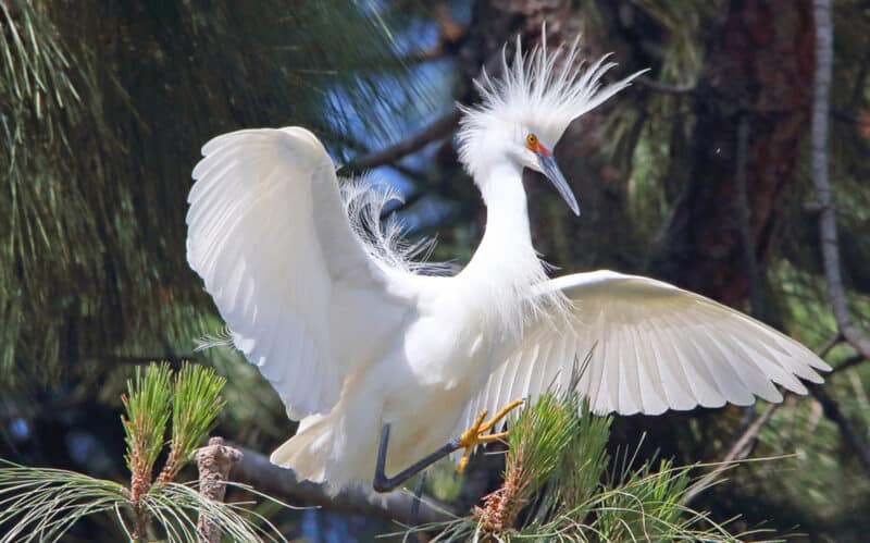 Alameda Post - a white Alameda bird spreads its wings